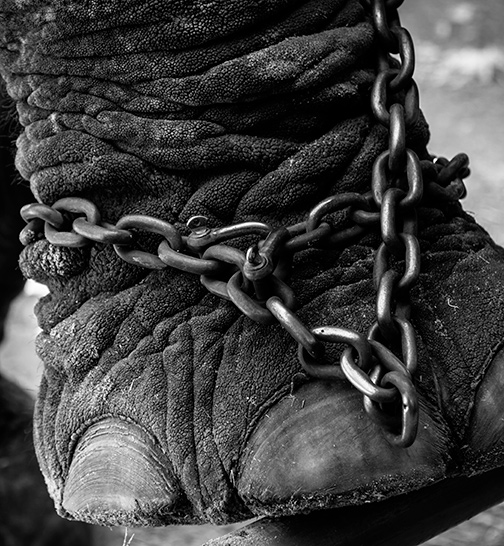 Foto en blanco y negro de pata encadenada de elefante